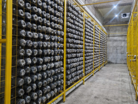 Первые шаги в запуске грибного хозяйства: начало большого пути